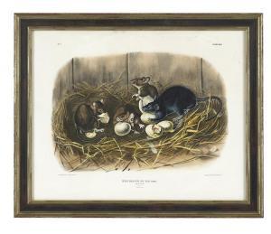 Audubon John James 1785-1851,Black Rat,New Orleans Auction US 2016-12-11