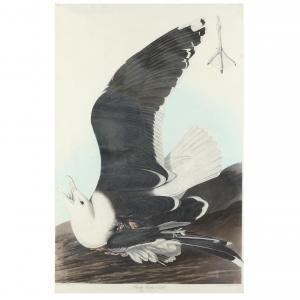 Audubon John James 1785-1851,Black-Backed Gull , Havell Edition,1827-1838,Leland Little 2024-03-22