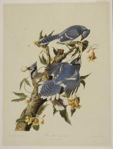 Audubon John James 1785-1851,Blue Jay,1859,Brunk Auctions US 2017-05-25