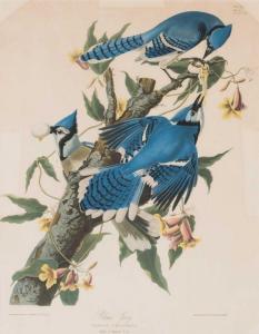 Audubon John James 1785-1851,Blue Jay (Corvus Cristatus),Mossgreen AU 2017-10-22