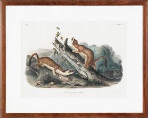 Audubon John James 1785-1851,Bridled Weasel,1845,Pook & Pook US 2011-01-15