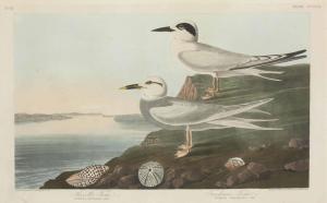 Audubon John James 1785-1851,BY ROBERT HAVELL,1838,Christie's GB 2013-01-25