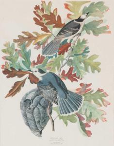 Audubon John James 1785-1851,Canada Jay (Corvus Canadensis),Mossgreen AU 2017-10-22