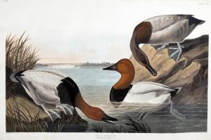 Audubon John James 1785-1851,Canvas-backed Duck,1836,Copley US 2018-07-19