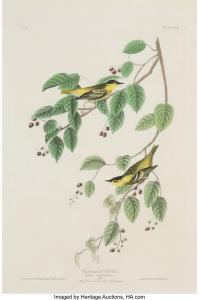 Audubon John James 1785-1851,Carbonated Warbler, Male,Heritage US 2024-04-11