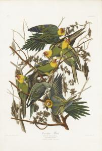 Audubon John James 1785-1851,CAROLINA PARROT (PLATE XXVI),1828,Sotheby's GB 2019-01-17