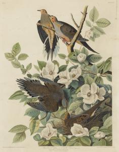 Audubon John James 1785-1851,CAROLINA PIGEON OR TURTLE DOVE,1827,Sotheby's GB 2019-01-17