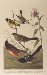 Audubon John James 1785-1851,Chestnut Colored Finch, Black headed Siskin, Blac,Neal Auction Company 2002-06-08