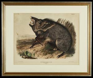 Audubon John James 1785-1851,Collared Peccary,New Orleans Auction US 2015-07-25