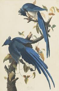 Audubon John James 1785-1851,COLUMBIA JAY,Sotheby's GB 2014-01-24