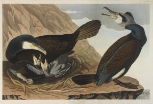 Audubon John James 1785-1851,COMMON CORMORANT,1835,Sotheby's GB 2017-01-20