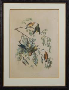 Audubon John James 1785-1851,COMMON GROSSBILL,Charlton Hall US 2024-04-05