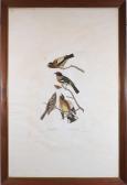 Audubon John James,Evening Grosbeak / Spotted Grosbeak,1837,Butterscotch Auction Gallery 2017-11-05