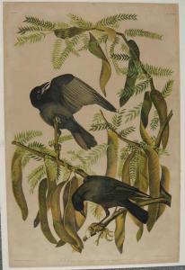 Audubon John James 1785-1851,Fish Crow in a Honey Locust Tree,1860,Brunk Auctions US 2017-05-25