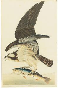 Audubon John James 1785-1851,FISH HAWK OR OSPREY,Sotheby's GB 2014-01-24