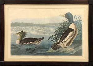 Audubon John James 1785-1851,Goosander Mergus Merganser,Wiederseim US 2018-02-24