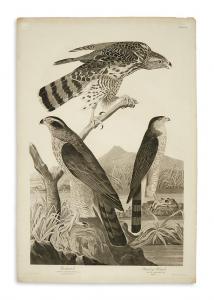 Audubon John James 1785-1851,Goshawk. Stanley Hawk. Plate CXLI,1832,Swann Galleries US 2017-06-07