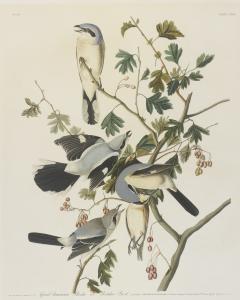 Audubon John James 1785-1851,GREAT AMERICAN SHRIKE OR BUTCHER BIRD,1834,Sotheby's GB 2017-01-20