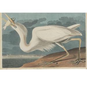 Audubon John James 1785-1851,GREAT WHITE HERON (PLATE CCLXXXI),1835,Sotheby's GB 2010-01-22