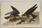 Audubon John James 1785-1851,Great-footed Hawk,Brunk Auctions US 2017-05-25