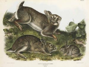 Audubon John James 1785-1851,Grey Rabbit (Plate XXIL),Christie's GB 2013-01-25