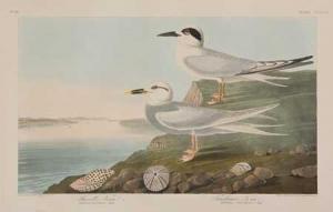Audubon John James 1785-1851,Havell's Tern, Trudeau's Tern,1838,Swann Galleries US 2008-09-23