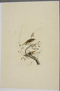 Audubon John James 1785-1851,Hermit Thrush,1832,Brunk Auctions US 2017-05-25