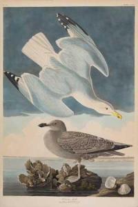 Audubon John James 1785-1851,Herring Gull,1836,Swann Galleries US 2008-09-23