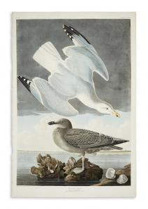 Audubon John James 1785-1851,Herring Gull. CCXCI,1836,Swann Galleries US 2017-06-07