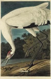 Audubon John James 1785-1851,Hooping Crane. Grus americana,1834,Christie's GB 2001-01-18
