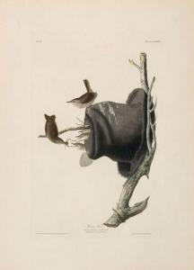 Audubon John James 1785-1851,House Wren,Heffel CA 2017-10-26