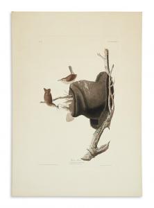 Audubon John James 1785-1851,House Wren. Plate LXXXIII,Swann Galleries US 2017-06-07