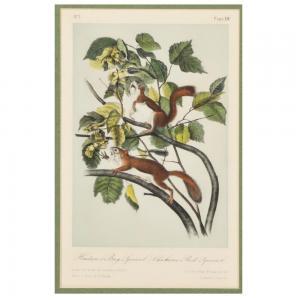 Audubon John James 1785-1851,Hudson's Bay Squirrel,Ripley Auctions US 2024-03-30
