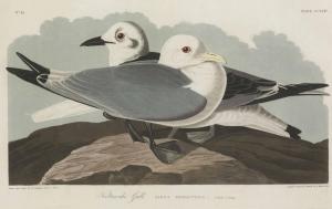 Audubon John James 1785-1851,Kittiwake Gull (Plate CCXXIV),1834,Christie's GB 2013-01-25