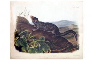 Audubon John James 1785-1851,LARGE-TAILED SPERMOPHILE,1848,William J. Jenack US 2016-05-22