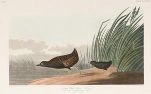 Audubon John James 1785-1851,Least Water-Hen,Charleston US 2009-11-07