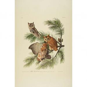 Audubon John James 1785-1851,LITTLE SCREECH OWL,1971,William Doyle US 2012-04-03