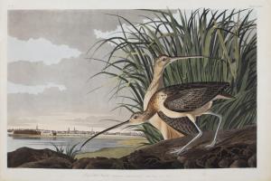 Audubon John James 1785-1851,Long-billed Curlew,1834,Copley US 2018-07-19