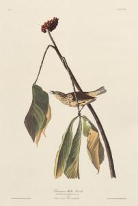 Audubon John James 1785-1851,Louisiana Water Hursh.,Santa Fe Art Auction US 2019-06-15