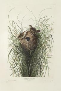 Audubon John James 1785-1851,Nuttall's Lesser Marsh Wren,1833,Dallas Auction US 2016-10-05