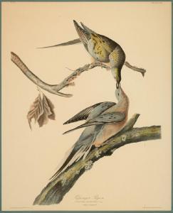 Audubon John James 1785-1851,Passenger Pigeon,Neal Auction Company US 2018-11-16