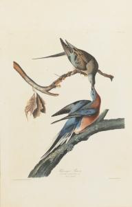 Audubon John James 1785-1851,PASSENGER PIGEON,Sotheby's GB 2014-01-24
