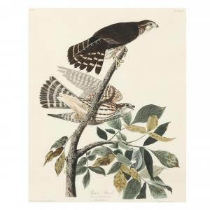 Audubon John James 1785-1851,Pigeon Hawk , Havell Edition,1827-1838,Leland Little US 2024-03-22