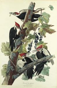 Audubon John James 1785-1851,Pileated Woodpecker. Picus Pileatus,1831,Christie's GB 2001-01-18