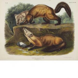 Audubon John James 1785-1851,PINE MARTEN,1848,William Doyle US 2012-04-03