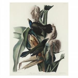 Audubon John James 1785-1851,Purple Grackle , Havell Edition,1827-1838,Leland Little US 2024-03-22