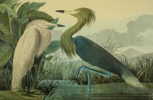 Audubon John James 1785-1851,PURPLE HERON,Lewis & Maese US 2017-08-02