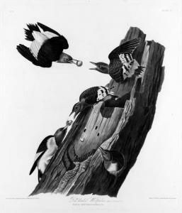 Audubon John James 1785-1851,Red headed Woodpecker. Picus erythrocephalus,1827,Christie's 2001-01-18
