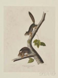 Audubon John James 1785-1851,Richardson's Columbian Squirrel , Plate V,Skinner US 2016-10-30