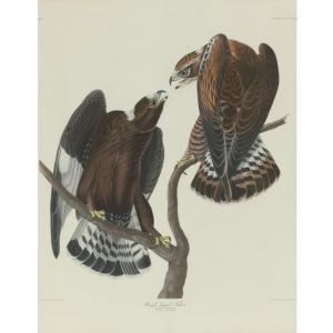 Audubon John James 1785-1851,ROUGH-LEGGED FALCON (PLATE CCCCXXII),1838,Sotheby's GB 2006-01-19